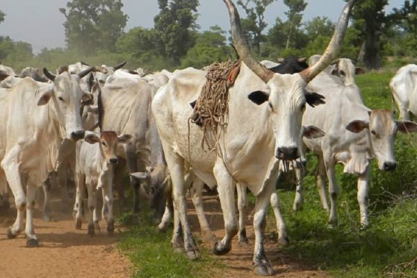 cattle production