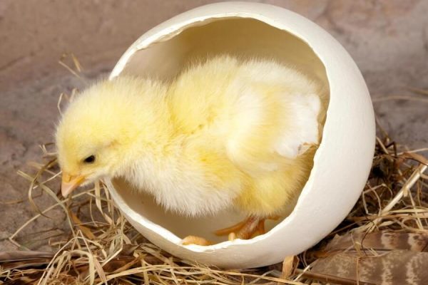chicken embryo development