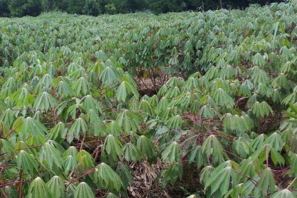 cassava demonstration farm under no-till