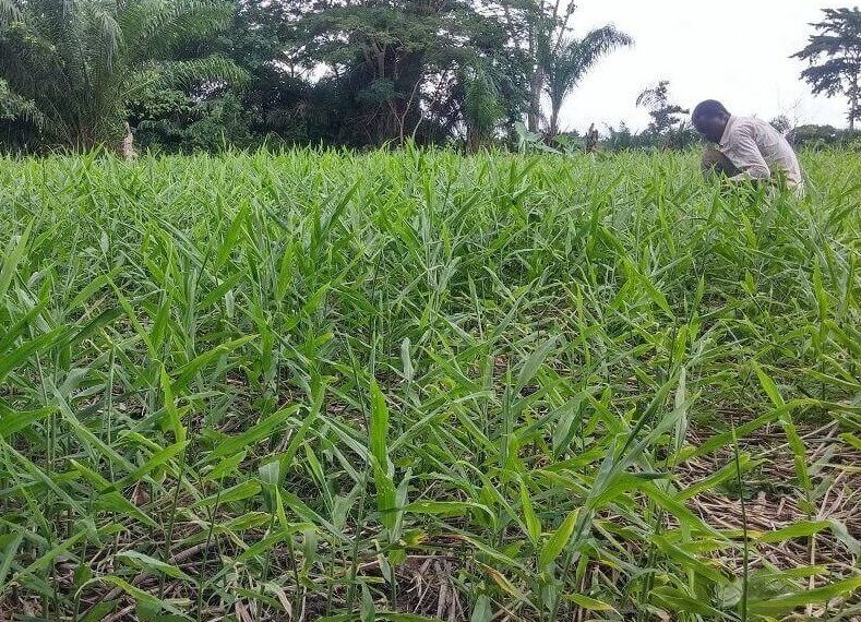 Report on ginger demonstration 2016 under Conservation agriculture