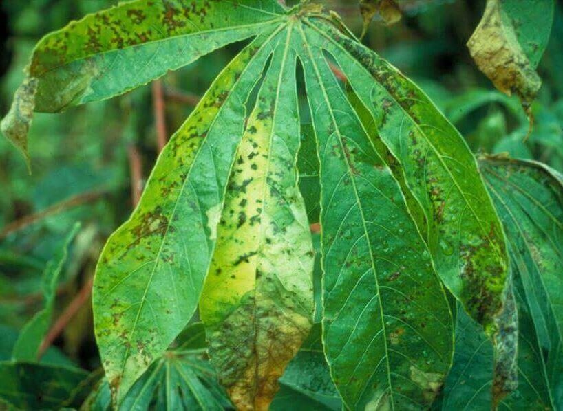 cassava bacterial blight