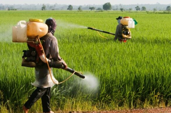 Weeds insects diseases