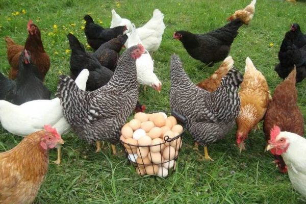 Raising Backyard Chickens
