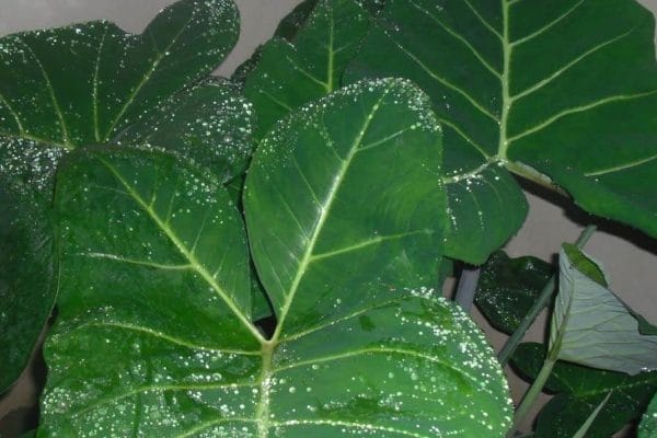 cocoyam leaves kontomire