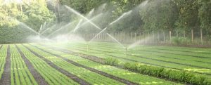 sprinkler