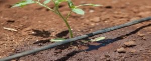 drip irrigation
