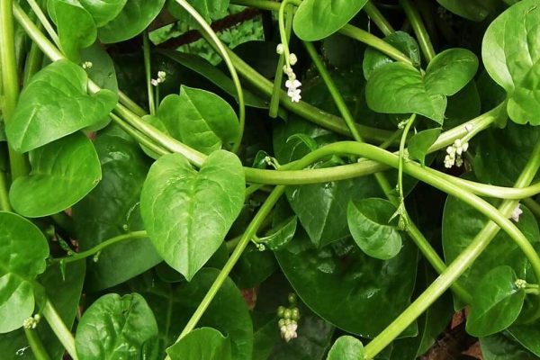 malabar spinach