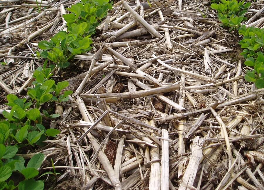 No-till (Conservation) farming vs Conventional Tillage Agriculture