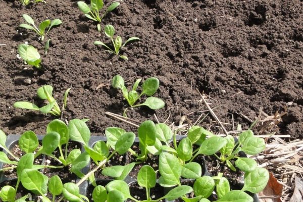 Vegetable Seedling Nursery Establishment