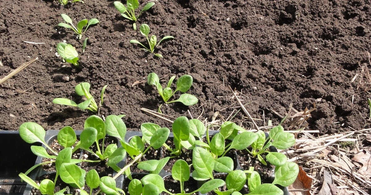 Vegetable Seedling Nursery Establishment and Management