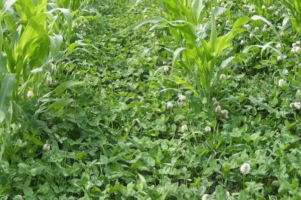 cover crops
