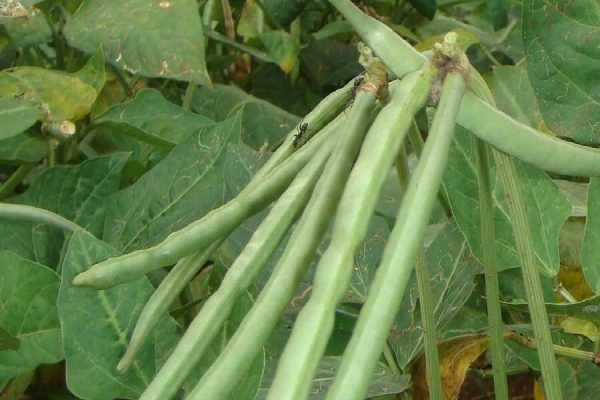 good cowpea cultivation