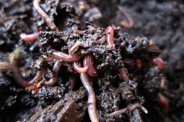 earthworm benefits