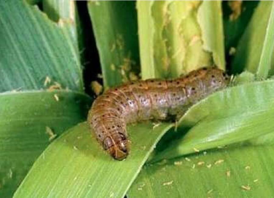 Fall Armyworm: Recommended Pesticides and Controls