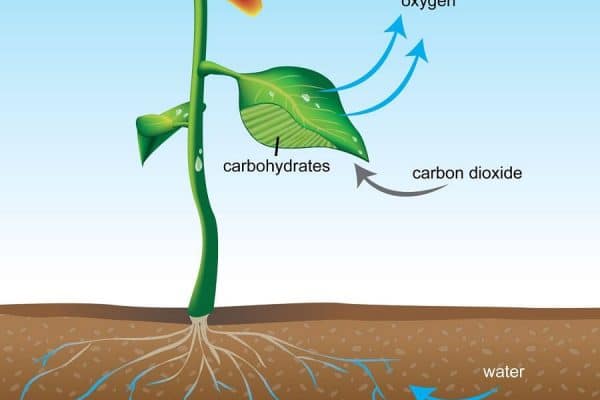 plants use water