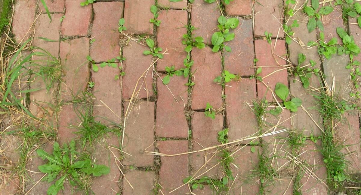 Basic Principles of Weeds Control and Management