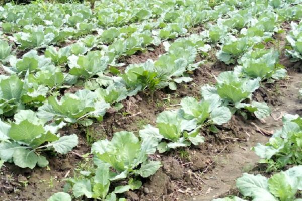 commercial cabbage production