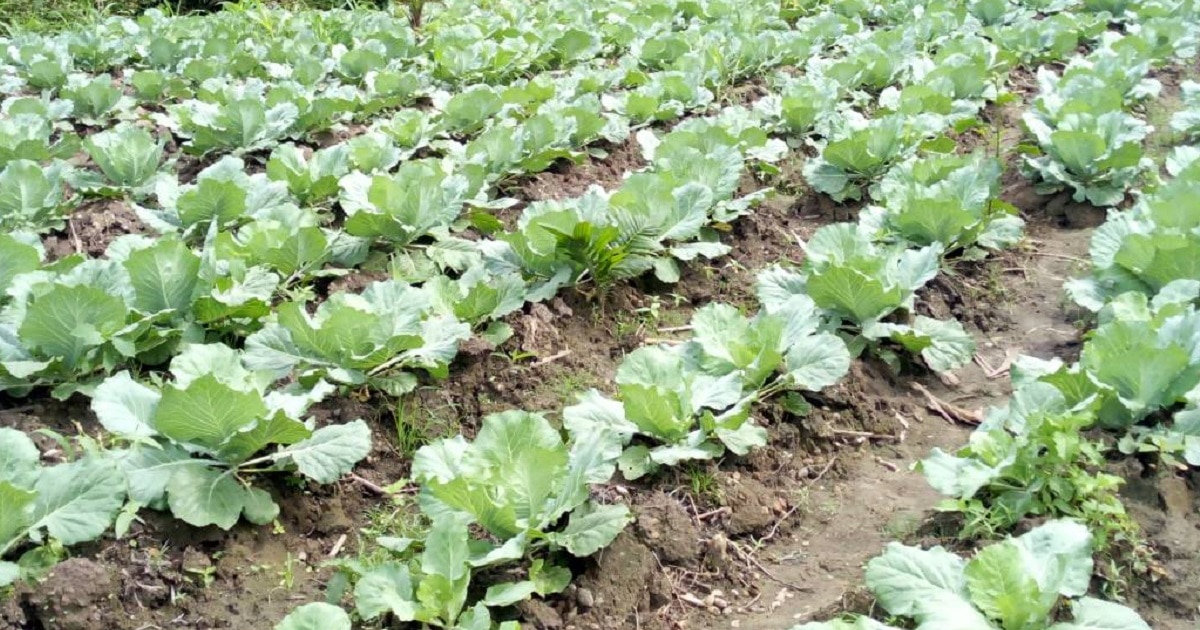 Ultimate Guide to Commercial Cabbage Production in Ghana