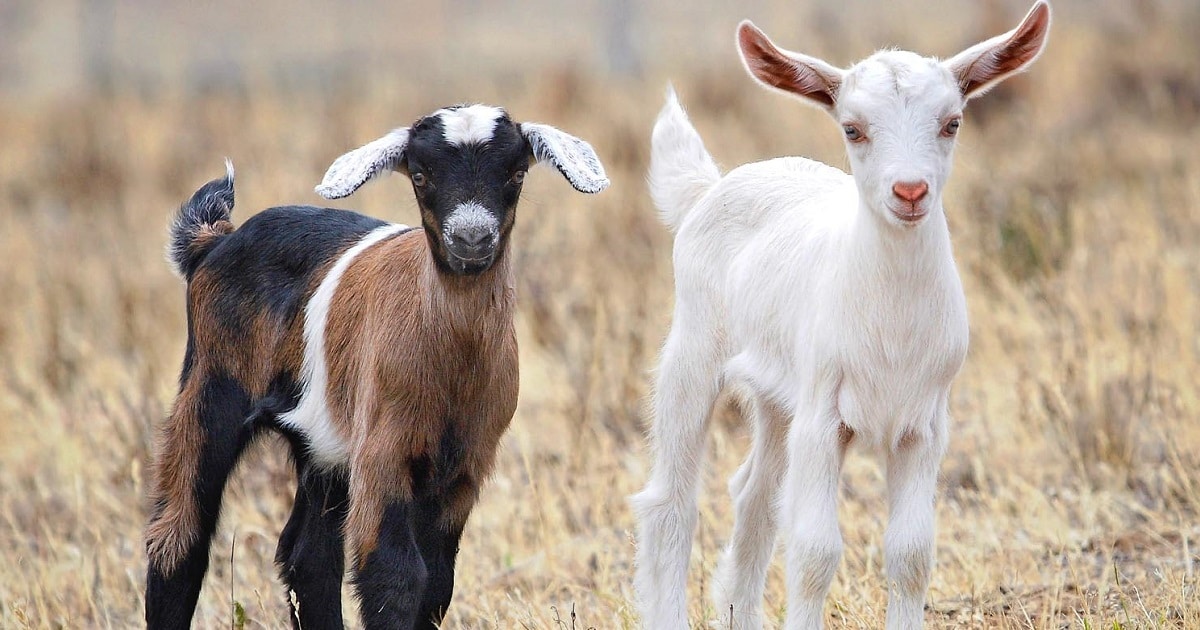 Selecting Quality Breeding Stock for Livestock Production