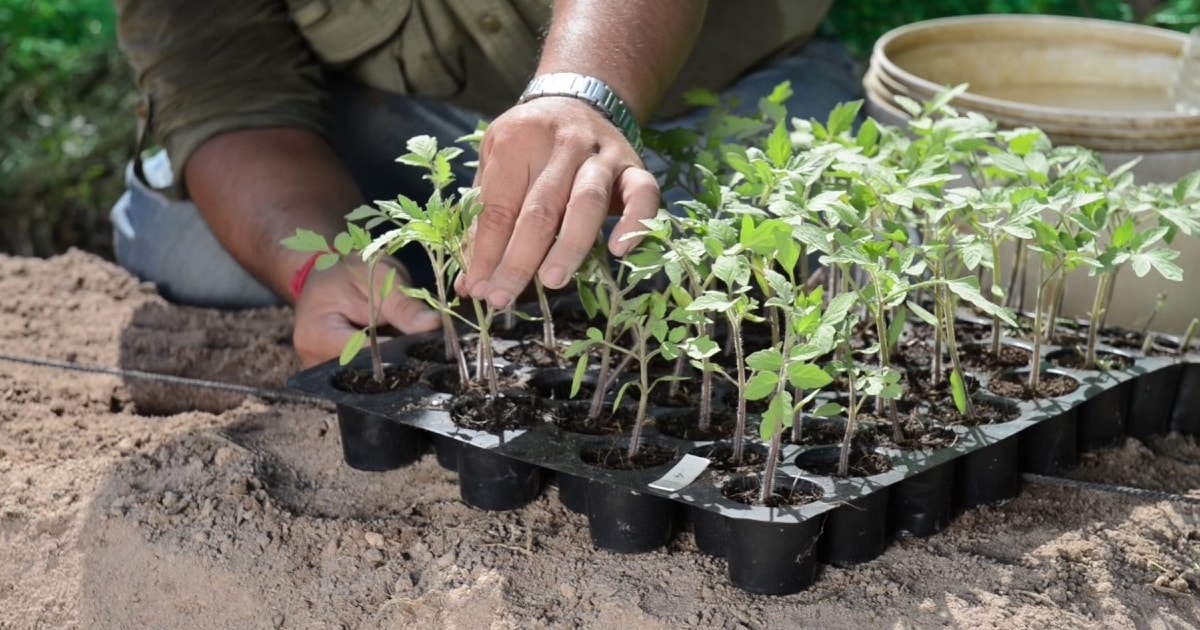 Steps in Transplanting Vegetable Seedlings from Nursery to the Farm