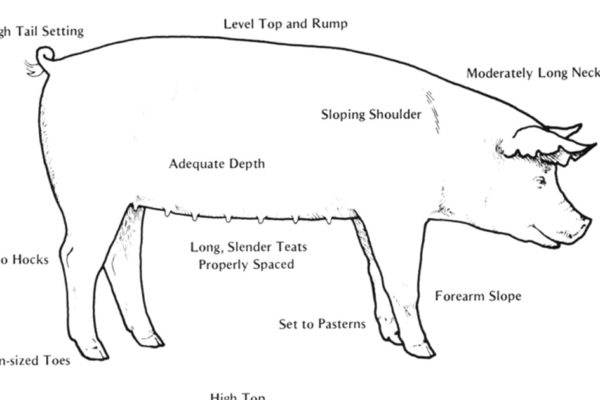 Swine Breeding Stock