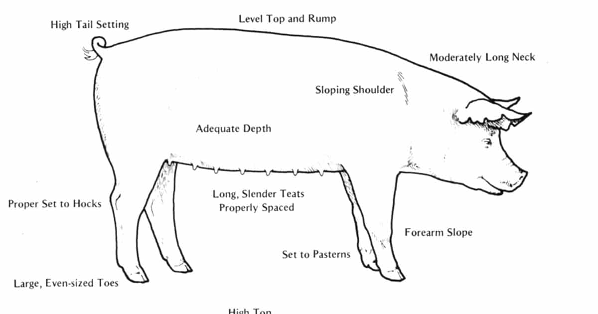 Selecting Swine Breeding Stock for Commercial Pig Production