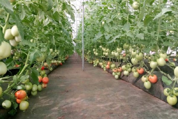 greenhouse vegetable farming