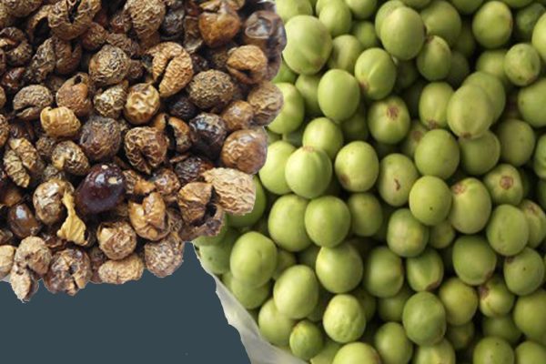 preserving turkey berries