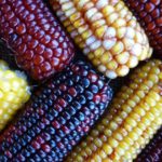 maize varieties released