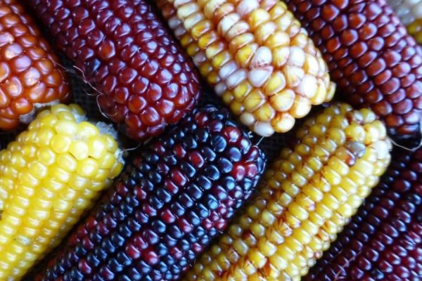 maize varieties released